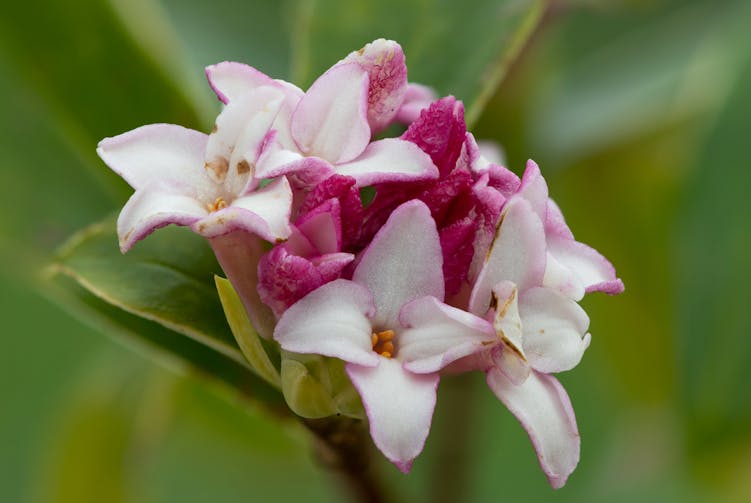 沈丁花の香水の人気おすすめ10選 生花に近い魅了される香り Kencoco ケンココ