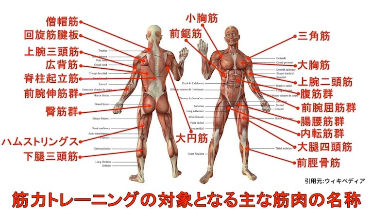 主な筋肉の名前と働き 名称 作用 と部位別の鍛え方 筋トレメニュー を解説 Kencoco ケンココ