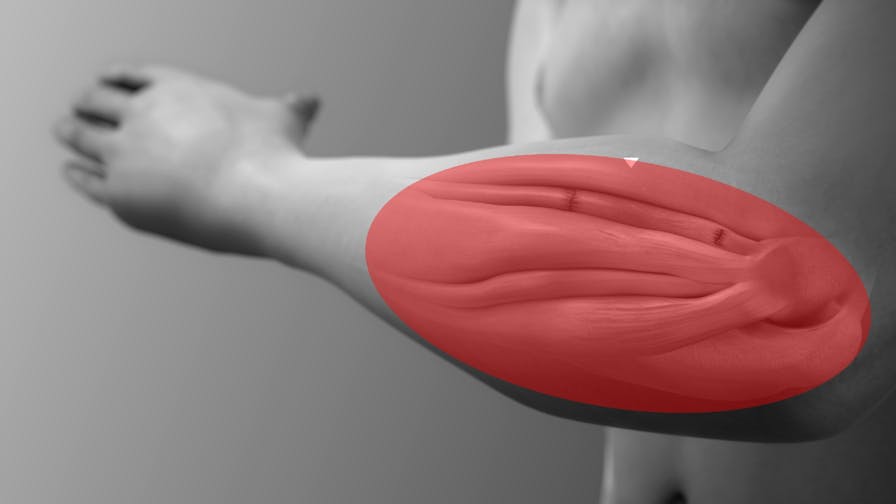 前腕の筋肉の構造・作用と鍛え方｜適切なトレーニング方法と器具を解説